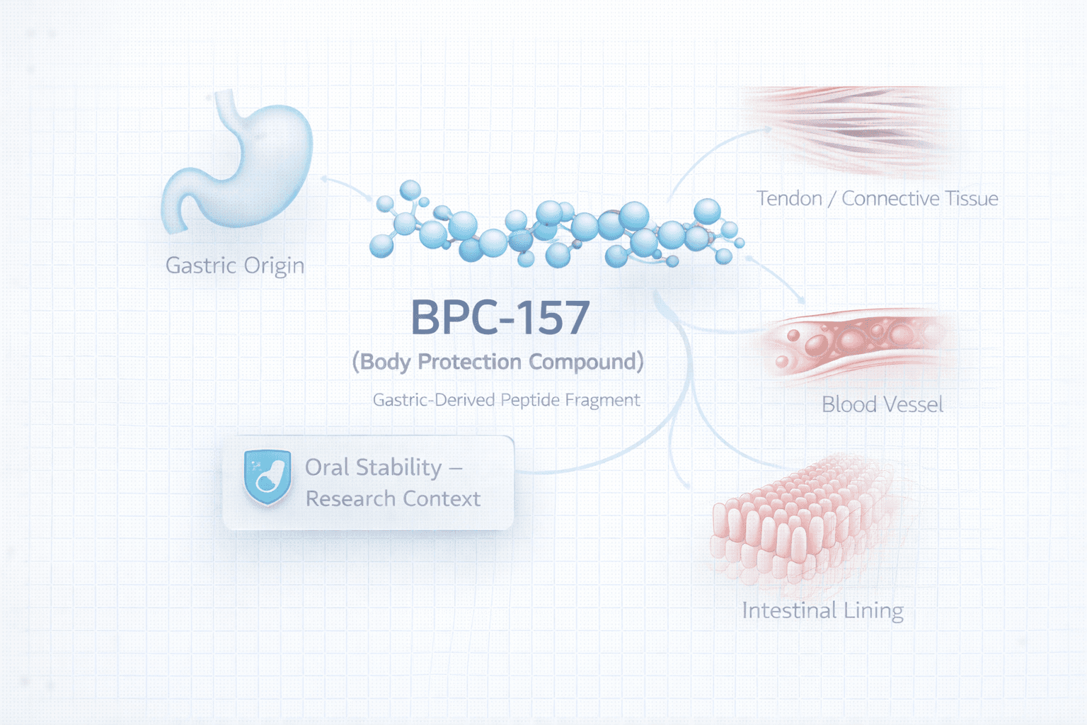 Concept visual of BPC-157 as a gastric-origin peptide with oral stability and tissue-repair research context.