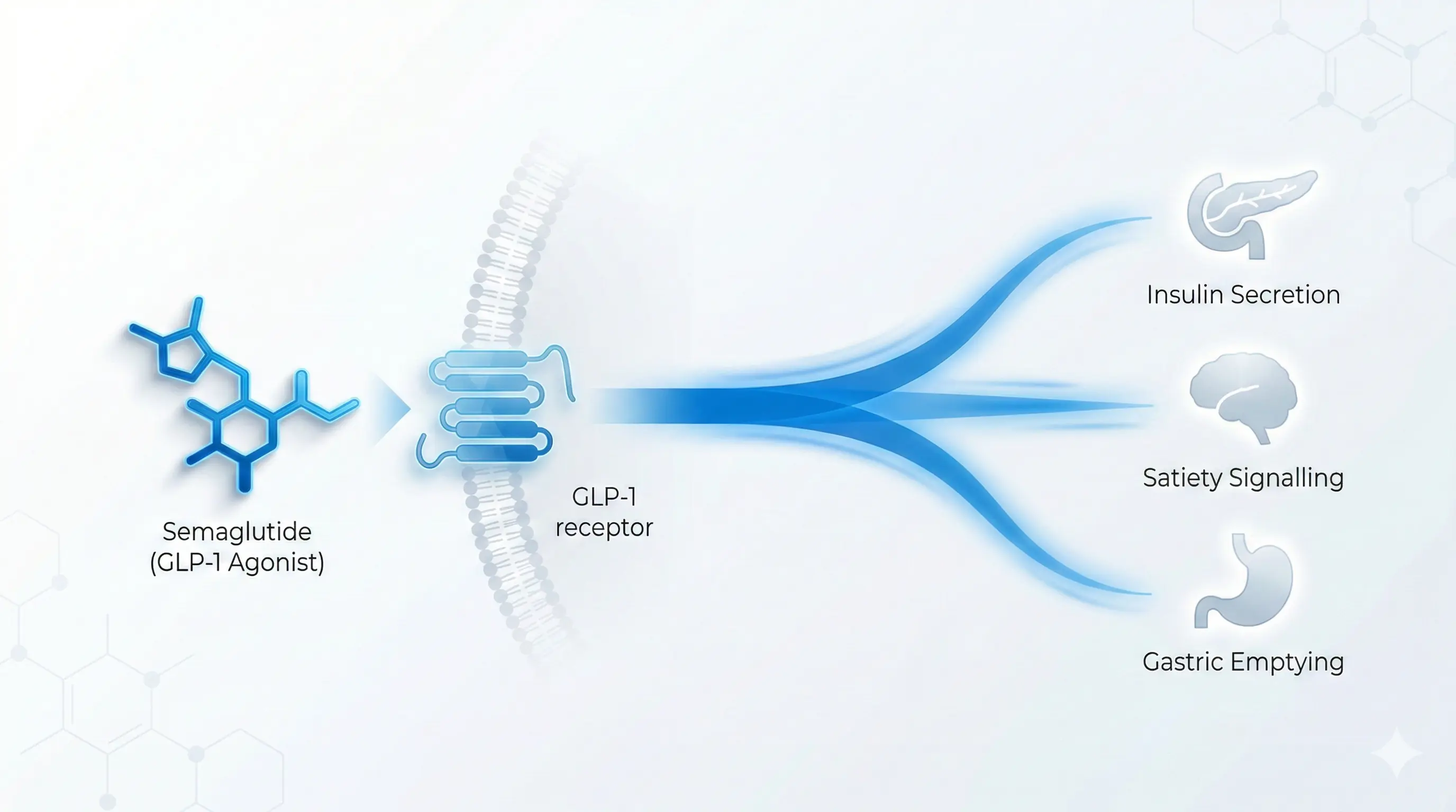 Geometric diagram illustrating Semaglutide as a GLP-1 receptor agonist with a single blue signaling stream on a clean white clinical background with minimal labels.