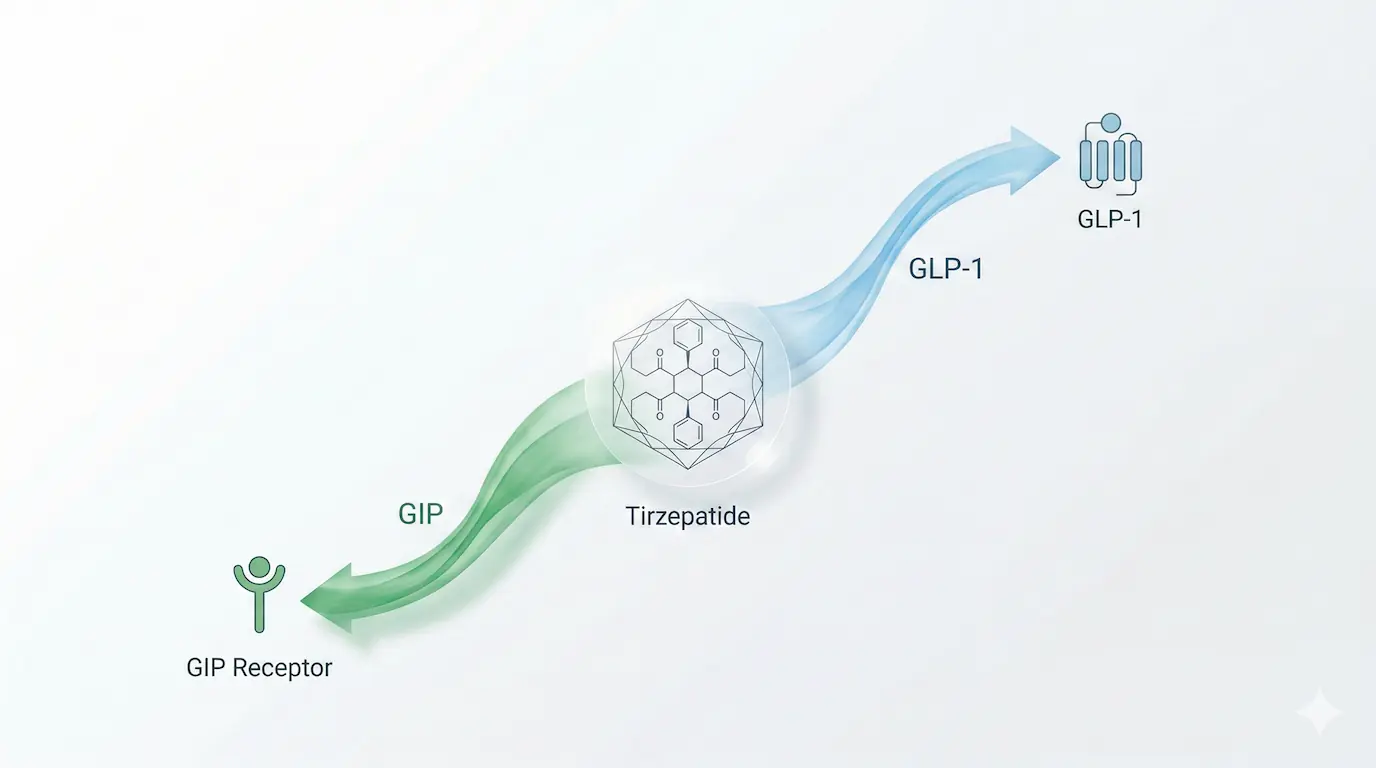 Geometric diagram illustrating Tirzepatide as a dual-agonist peptide concept, showing two flowing streams (Blue and Green) activating GLP-1 and GIP receptor icons on a clean white background with minimal labels.